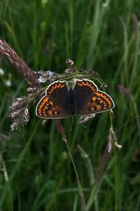 Preview wallpaper butterfly, wings, pattern, grass