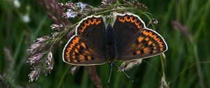 Preview wallpaper butterfly, wings, pattern, grass