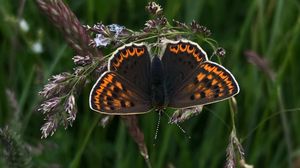 Preview wallpaper butterfly, wings, pattern, grass