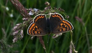 Preview wallpaper butterfly, wings, pattern, grass
