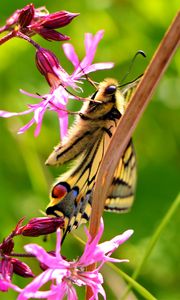 Preview wallpaper butterfly, wings, pattern, flowers