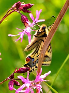 Preview wallpaper butterfly, wings, pattern, flowers