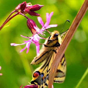 Preview wallpaper butterfly, wings, pattern, flowers