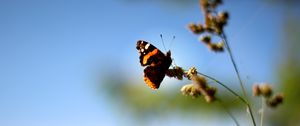 Preview wallpaper butterfly, wings, pattern, grass, macro