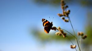 Preview wallpaper butterfly, wings, pattern, grass, macro