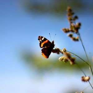 Preview wallpaper butterfly, wings, pattern, grass, macro