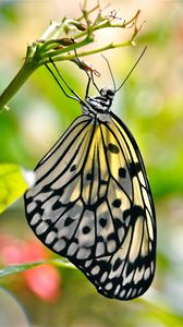 Preview wallpaper butterfly, wings, pattern, macro