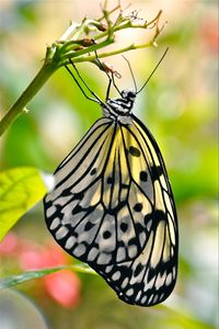 Preview wallpaper butterfly, wings, pattern, macro