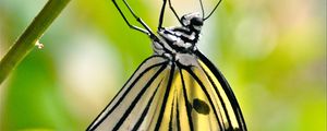 Preview wallpaper butterfly, wings, pattern, macro
