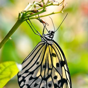 Preview wallpaper butterfly, wings, pattern, macro