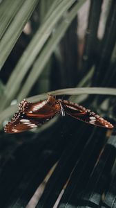 Preview wallpaper butterfly, wings, pattern, leaf, macro