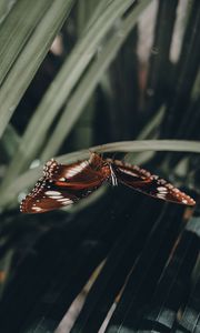 Preview wallpaper butterfly, wings, pattern, leaf, macro