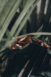 Preview wallpaper butterfly, wings, pattern, leaf, macro