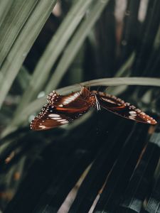 Preview wallpaper butterfly, wings, pattern, leaf, macro