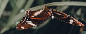 Preview wallpaper butterfly, wings, pattern, leaf, macro