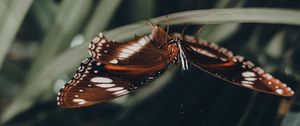 Preview wallpaper butterfly, wings, pattern, leaf, macro