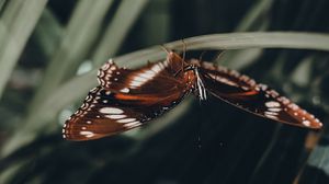 Preview wallpaper butterfly, wings, pattern, leaf, macro