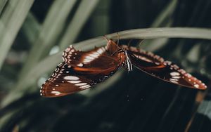 Preview wallpaper butterfly, wings, pattern, leaf, macro