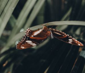 Preview wallpaper butterfly, wings, pattern, leaf, macro