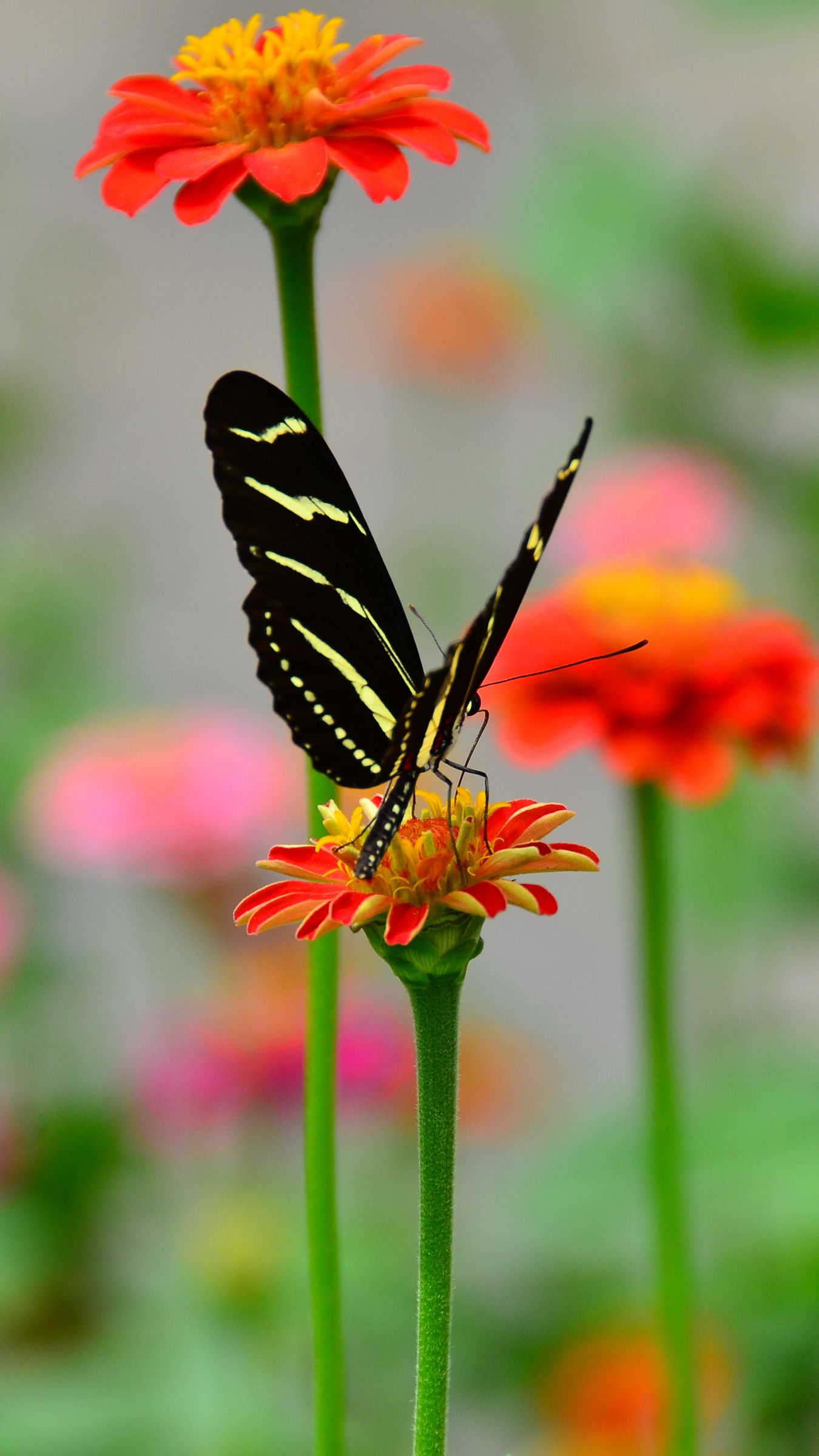 Download wallpaper 1350x2400 butterfly, wings, pattern, flower, petals