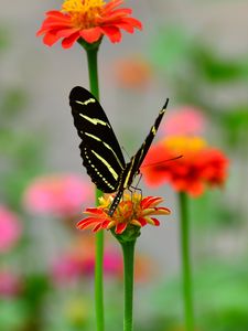 Preview wallpaper butterfly, wings, pattern, flower, petals, macro