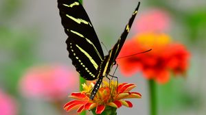 Preview wallpaper butterfly, wings, pattern, flower, petals, macro