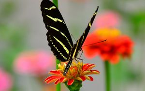 Preview wallpaper butterfly, wings, pattern, flower, petals, macro