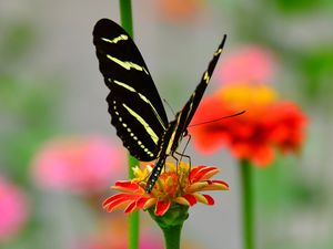 Preview wallpaper butterfly, wings, pattern, flower, petals, macro