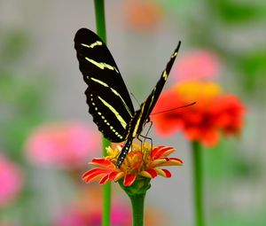 Preview wallpaper butterfly, wings, pattern, flower, petals, macro