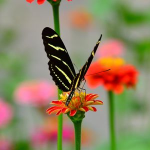 Preview wallpaper butterfly, wings, pattern, flower, petals, macro