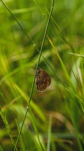 Preview wallpaper butterfly, wings, pattern, grass, macro, focus