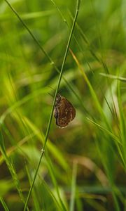 Preview wallpaper butterfly, wings, pattern, grass, macro, focus