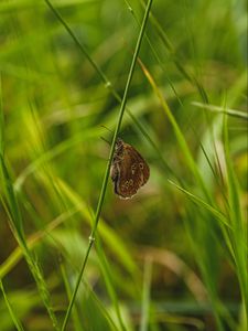 Preview wallpaper butterfly, wings, pattern, grass, macro, focus