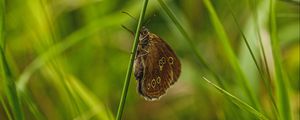 Preview wallpaper butterfly, wings, pattern, grass, macro, focus