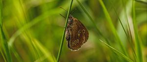 Preview wallpaper butterfly, wings, pattern, grass, macro, focus