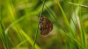 Preview wallpaper butterfly, wings, pattern, grass, macro, focus