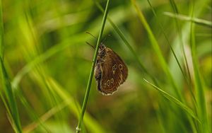 Preview wallpaper butterfly, wings, pattern, grass, macro, focus