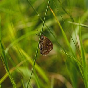 Preview wallpaper butterfly, wings, pattern, grass, macro, focus