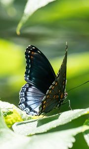 Preview wallpaper butterfly, wings, pattern, tropical, leaves