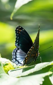 Preview wallpaper butterfly, wings, pattern, tropical, leaves