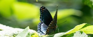 Preview wallpaper butterfly, wings, pattern, tropical, leaves