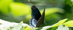 Preview wallpaper butterfly, wings, pattern, tropical, leaves