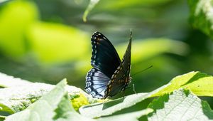 Preview wallpaper butterfly, wings, pattern, tropical, leaves