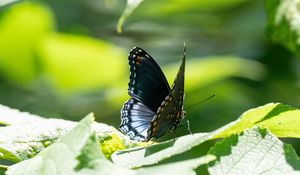 Preview wallpaper butterfly, wings, pattern, tropical, leaves