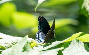 Preview wallpaper butterfly, wings, pattern, tropical, leaves