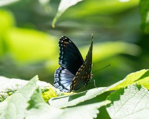 Preview wallpaper butterfly, wings, pattern, tropical, leaves