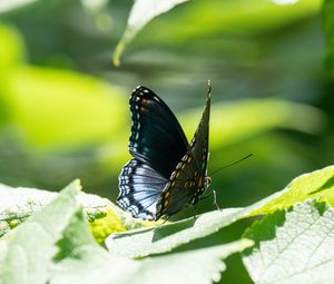 Preview wallpaper butterfly, wings, pattern, tropical, leaves