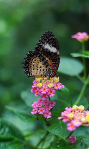 Preview wallpaper butterfly, wings, pattern, flowers, grass, leaves