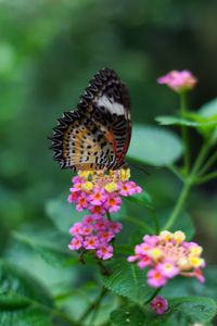 Preview wallpaper butterfly, wings, pattern, flowers, grass, leaves