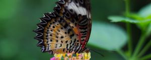 Preview wallpaper butterfly, wings, pattern, flowers, grass, leaves